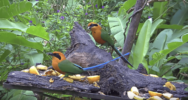 scap_rumo_two_3 (3)-1