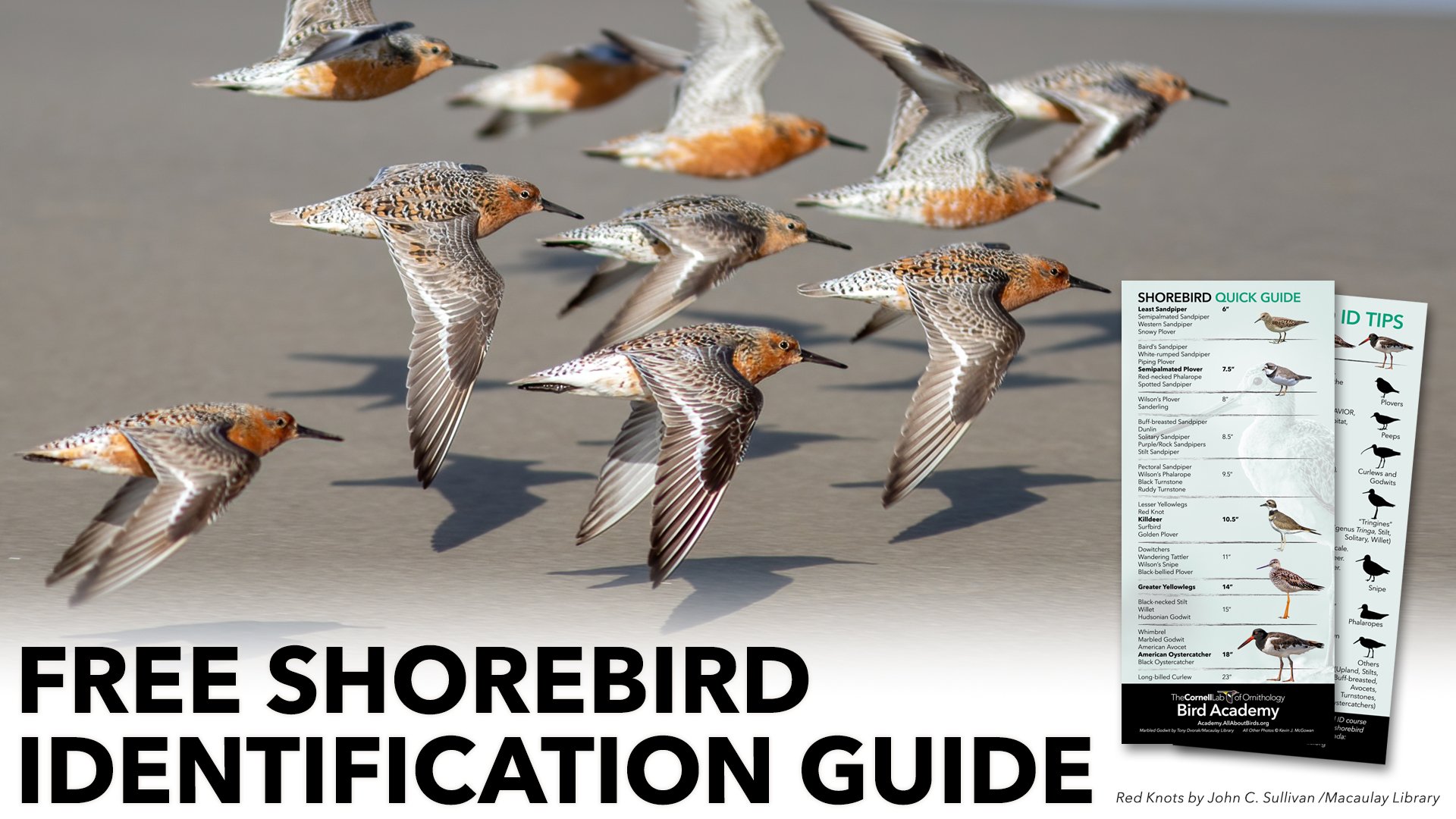 Free Shorebird Identification Guide