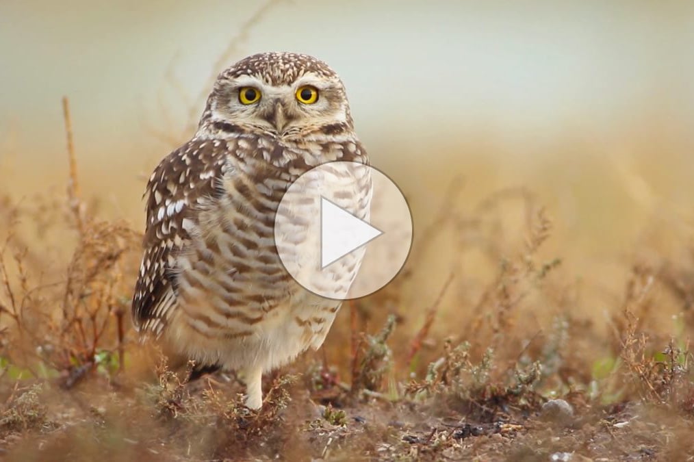 Click or tap to see the best videos from Macaulay Library in 2024