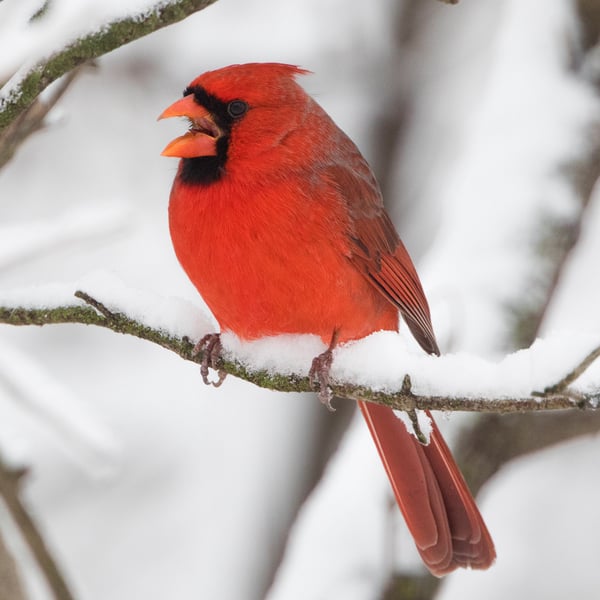 A bright red Northern Cardinal sings while perched on a snowy branch.