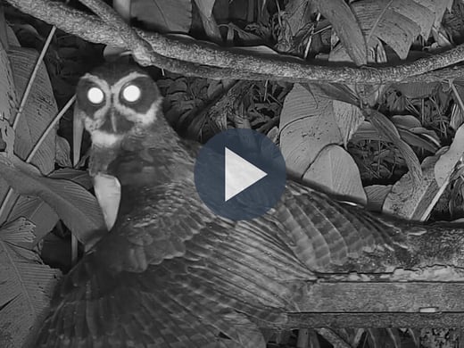 Watch a Spectacled Owl hunt a rodent on the Panama Fruit Feeder Cam.