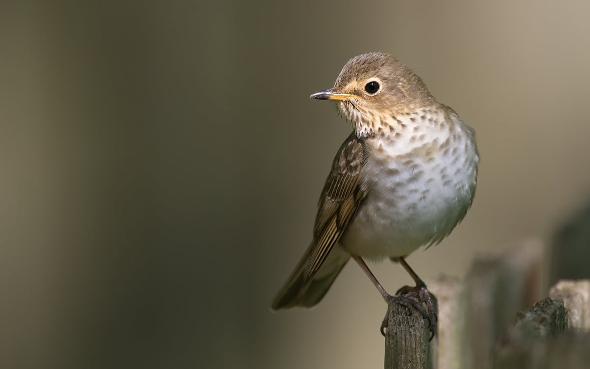 tap or click to find the answer to the mystery bird