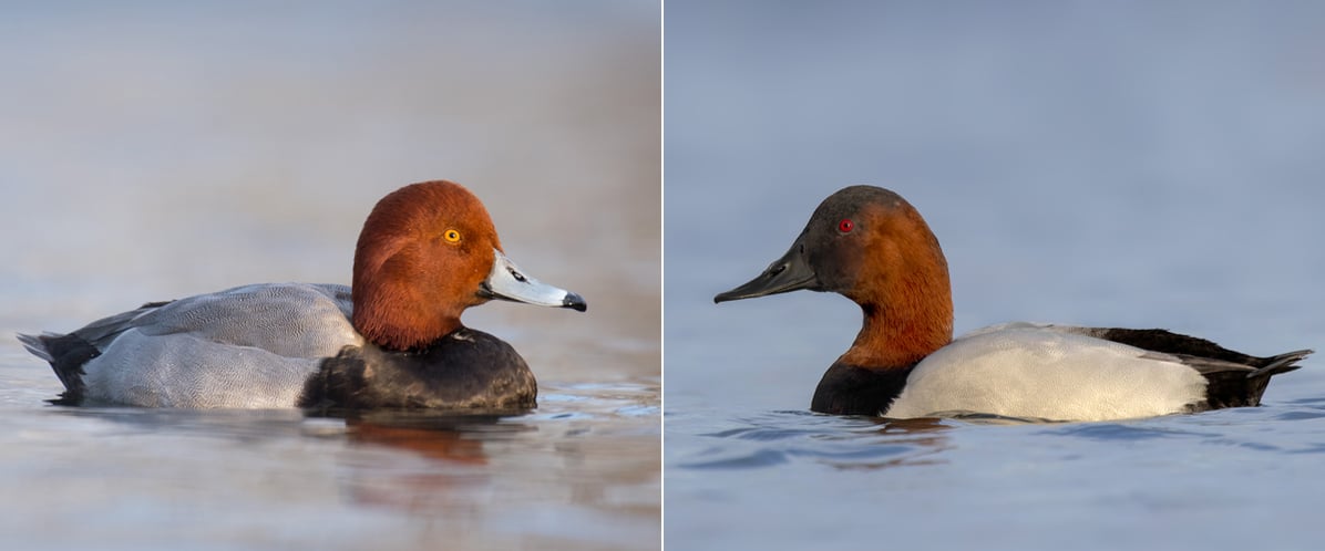 Two waterfowl demonstrate ra rusty-readheaded look with a pale side and dark tail. The one on the left has a yellow eye, while the one on the right has a sloped forehead.
