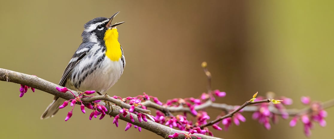 warbler_warmth section2