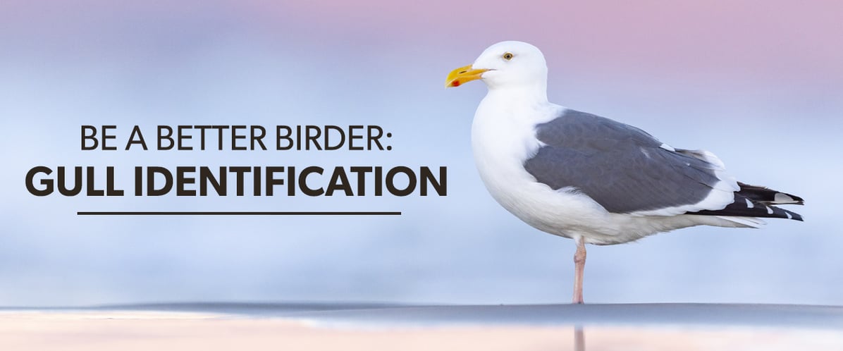 Be a Better Birder: Gull Identification