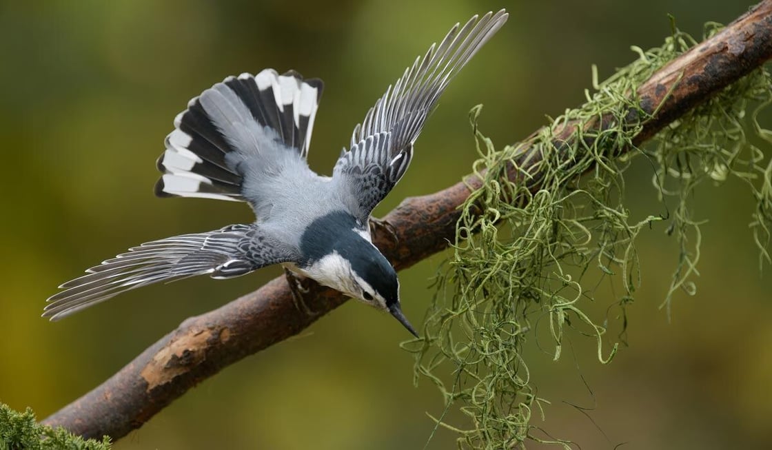 Tap or click to learn about bird displays and interactions at feeders