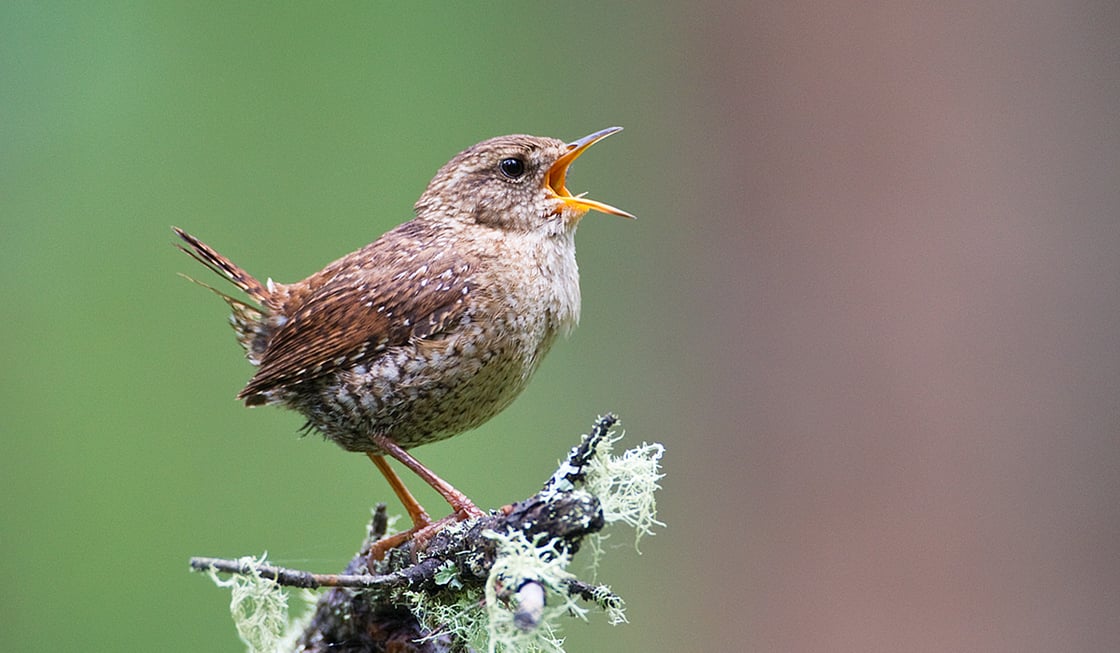 Click or tap to reveal the mystery species