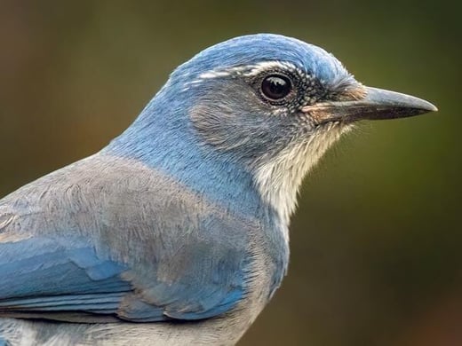 Tap or click to donate to the Cornell 