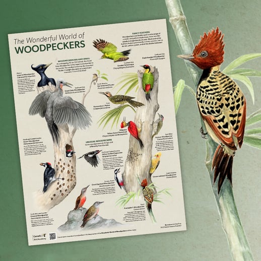 Wonderful World of Woodpeckers Poster