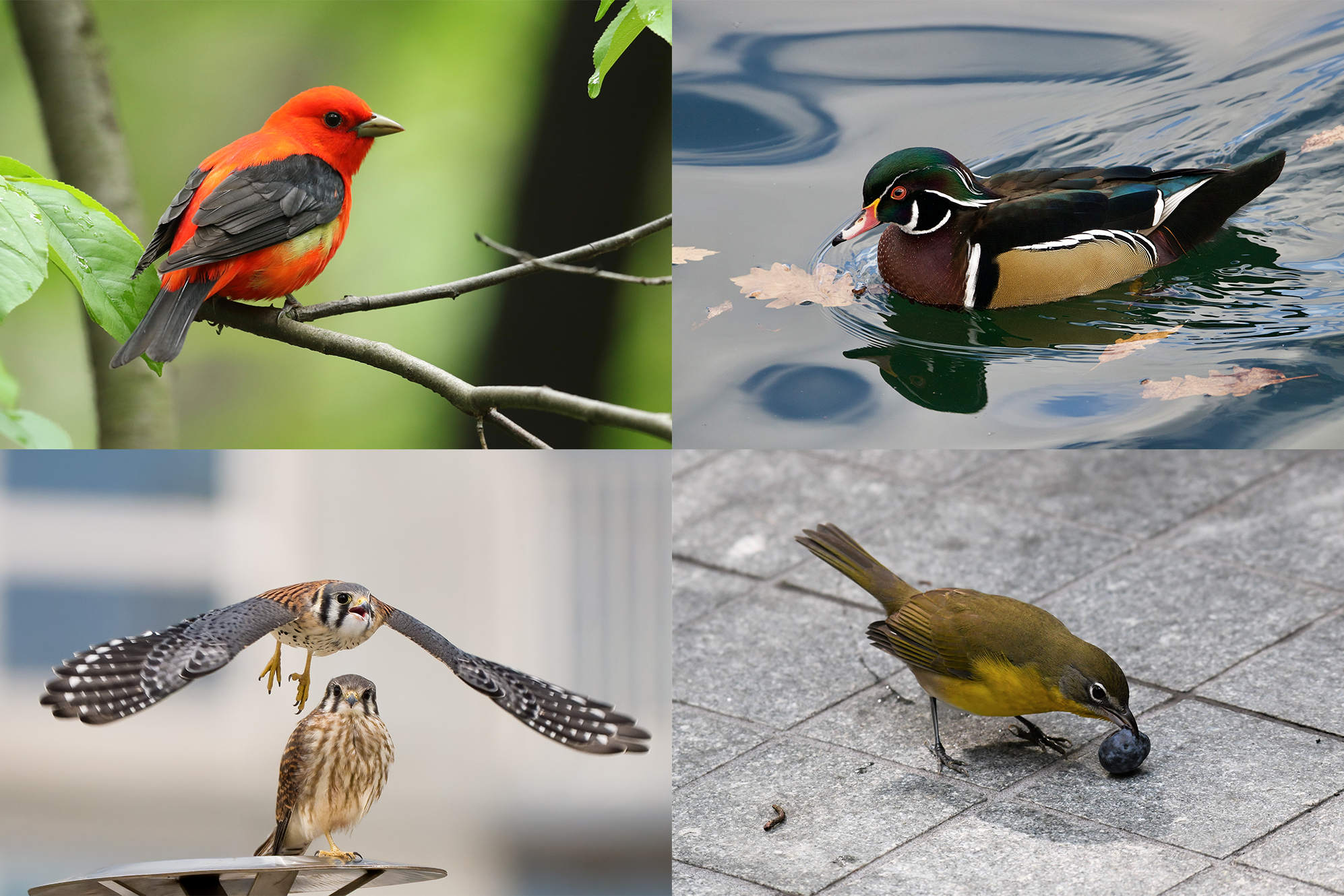 Collage of Scarlet Tanager, Wood Duck, American Kestrels, and Yellow-breasted Chat