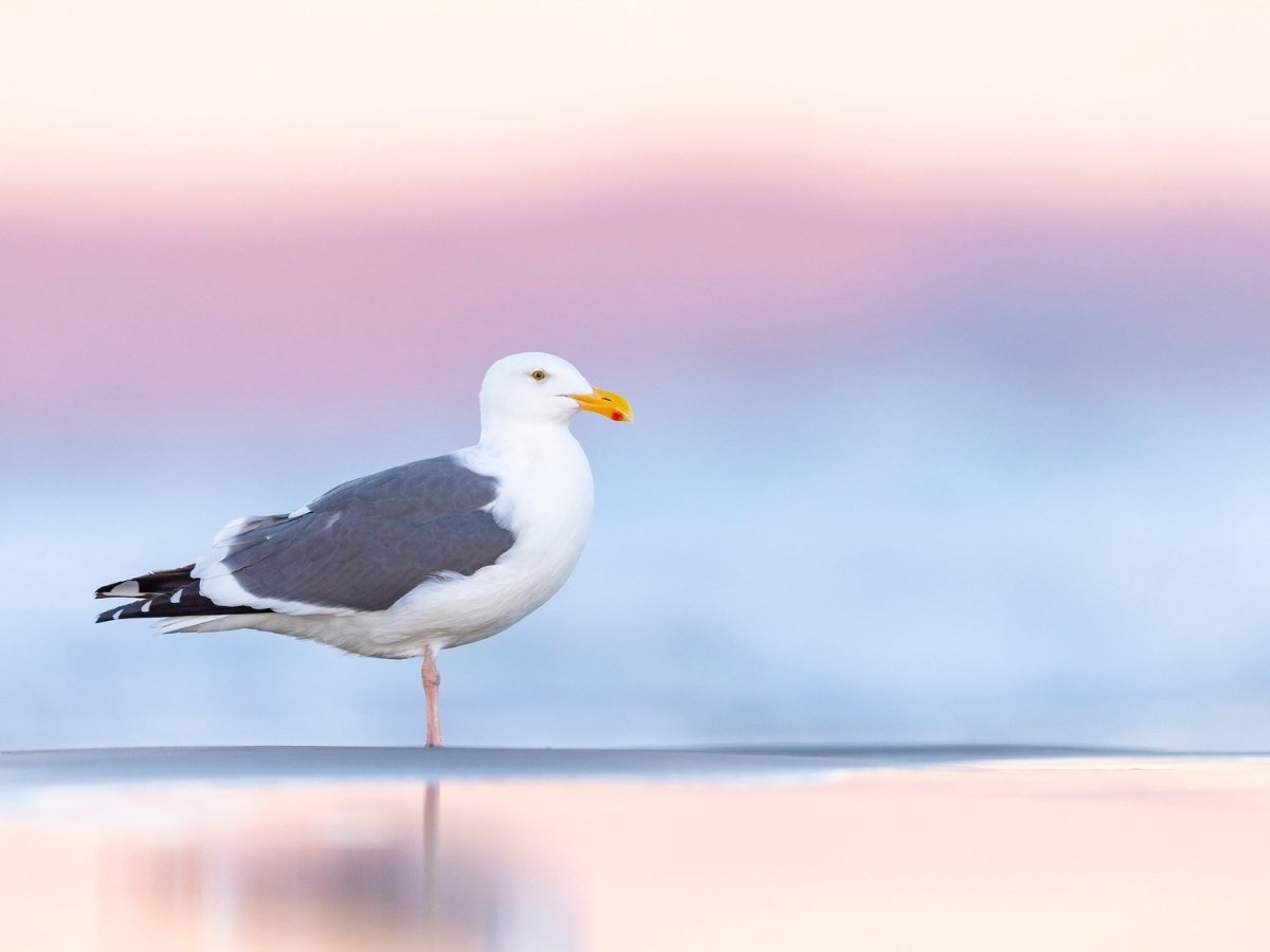 Links to gull identification course.