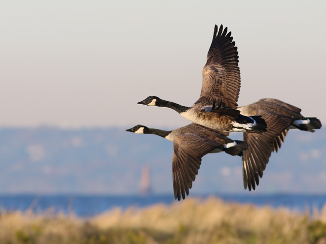 Three Canada Geese fly through the air.