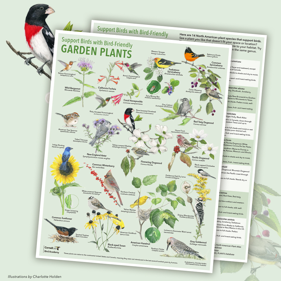 Preview of the bird-friendly garden plants poster.