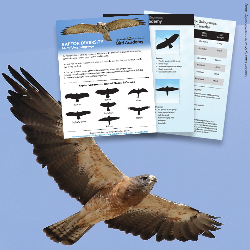 Preview image of the Raptor ID Guide