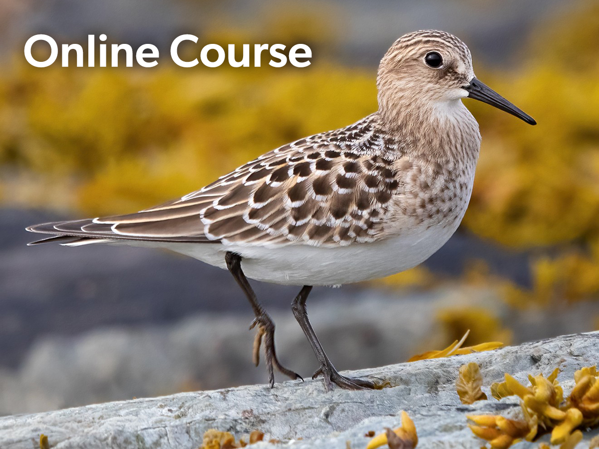 Links to the Shorebird Identification online course.