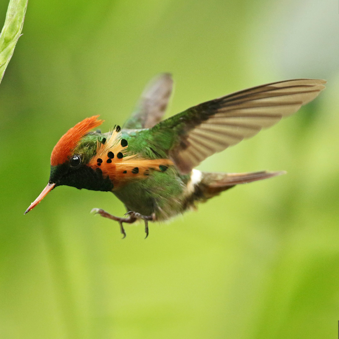 A hummingbird in flight. 