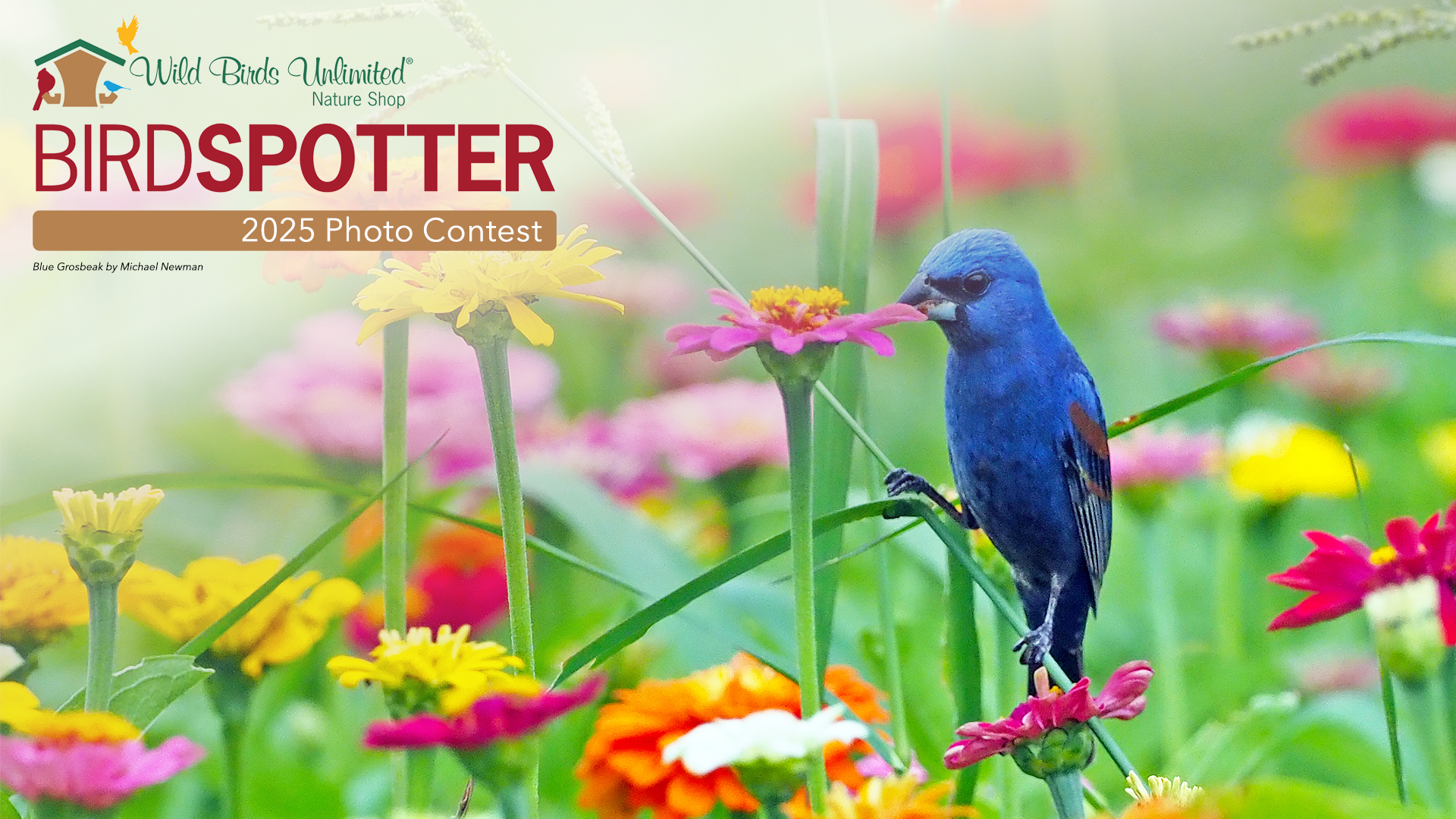 Blue Grosbeak - Landing Page Banner 16X9 V1