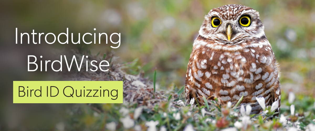 Introducing BirdWise, Bird ID Quizzing. Introducing BirdWise, Bird ID Quizzing.