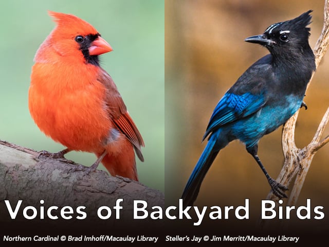 A Northern Cardinal is shown opposite a Steller's Jay. Text on image: Voices of Backyard Birds. Northern Cardinal copyright Brad Imhoff and Macaulay Library. Steller's Jay copyright Jim Merritt and Macaulay Library.