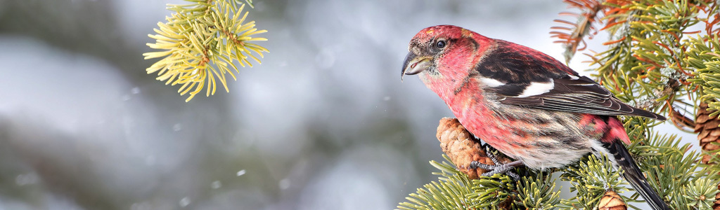 Crossbill_HS_Header