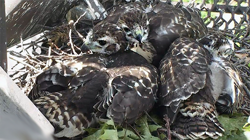 The CornellHawks nestlings, biding their time.