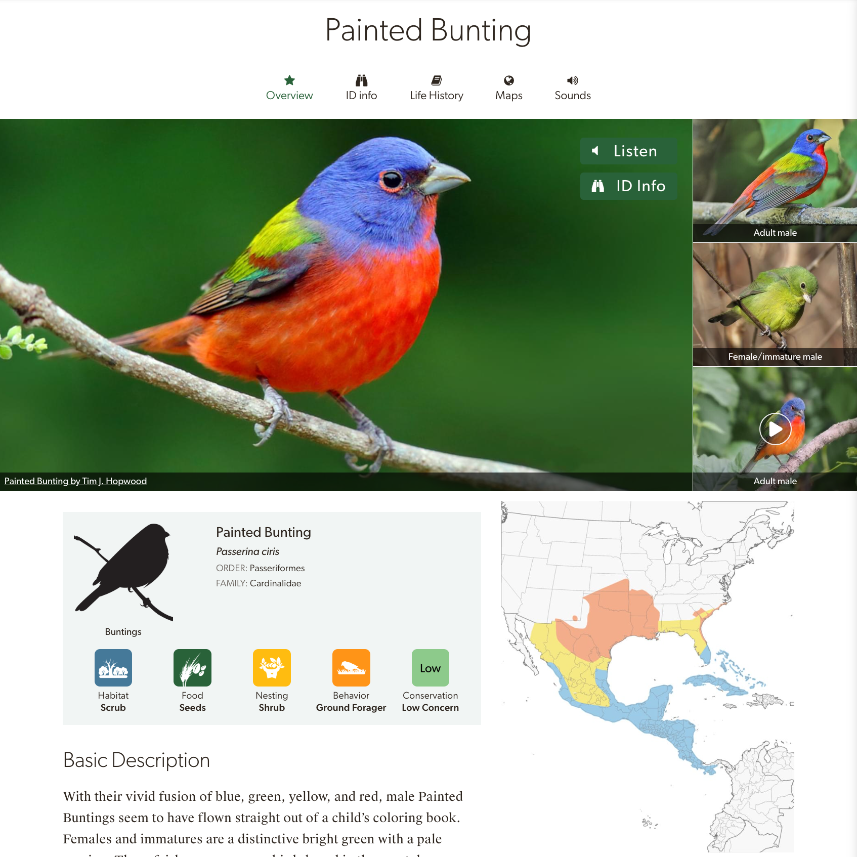 A species overview of the Painted Bunting on the All About Birds website.