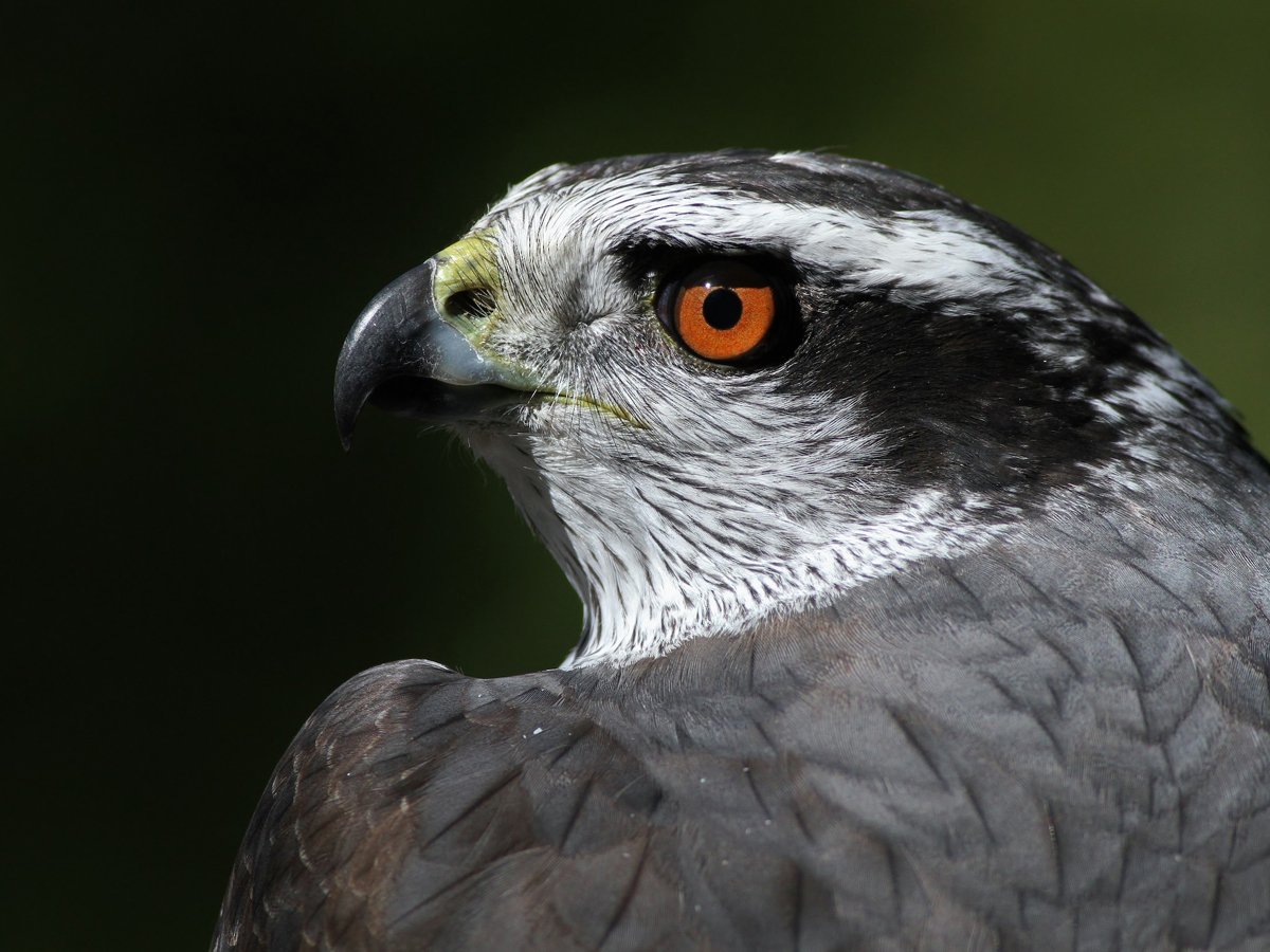 Links to "When Goshawks Ruled the Autumn Skies" Article