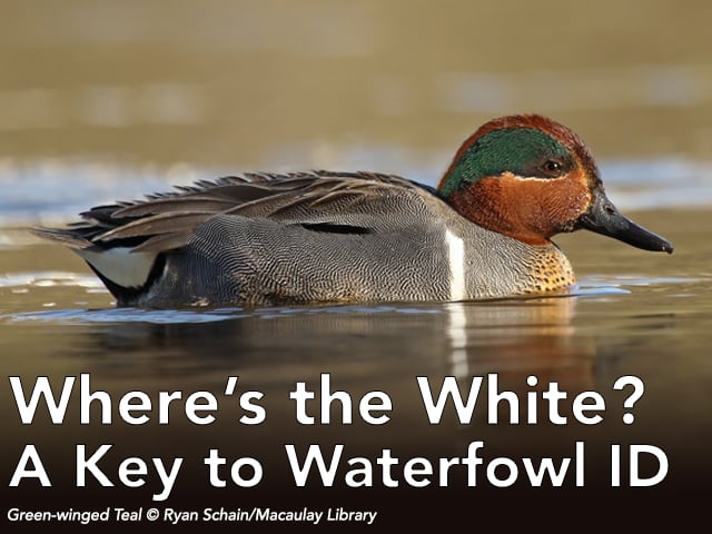 Link: Living Bird Article: Where’s The White? A Simple Question Can Be The Key In Waterfowl ID