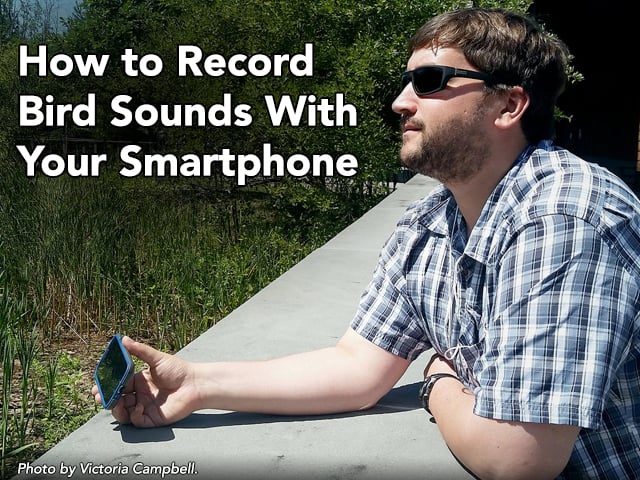 Links to the "How to Record Bird Sounds with your Smartphone" article. A recordist uses his phone to record outdoors. Text on image: How to Record Bird Sounds with your Smartphone. Photo by Victoria Campbell.