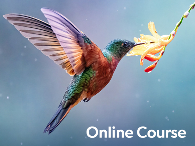 Links to the Wonderful World of Hummingbirds Online Course. Image: A hummingbird takes nectar from a flower, wings up in flight. Text: Online Course.