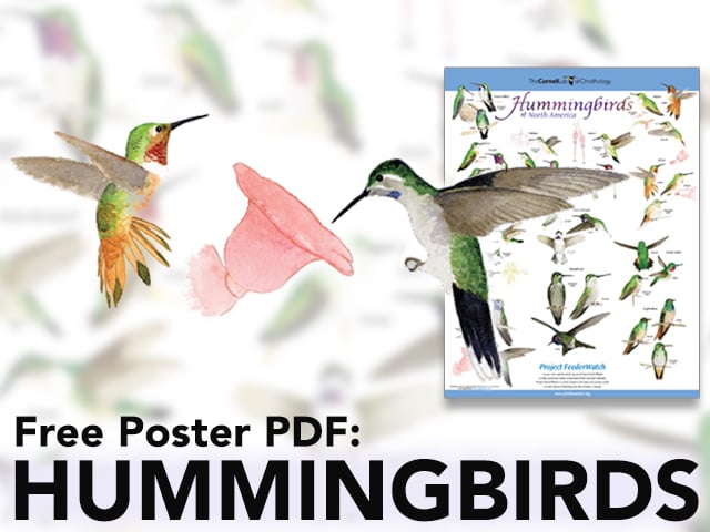 Free Poster PDF: Hummingbirds