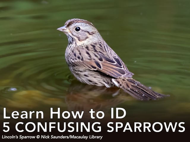 Link to article: Learn How to ID These 5 Confusing Streaky Sparrows.