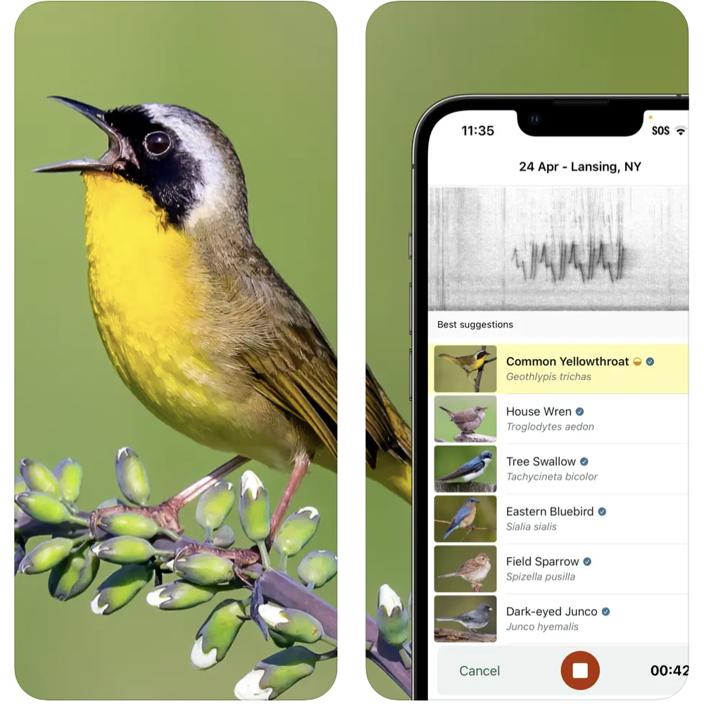 Merlin Bird ID App showing the visualization and recognition of bird songs.
