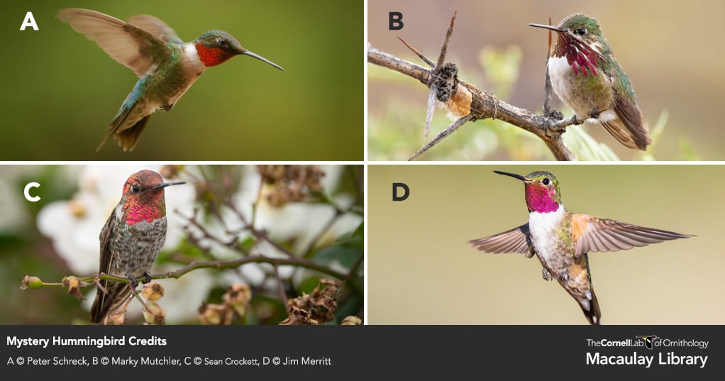 Four male hummingbirds, all with rosy throats, are compared. Text: Mystery Hummingbird Credits. A copyright Peter Schreck. B copyright Marky Mutchler. C copyright Sean Crockett. D copyright Jim Merritt. The Cornell Lab of Ornithology Macaulay Library.