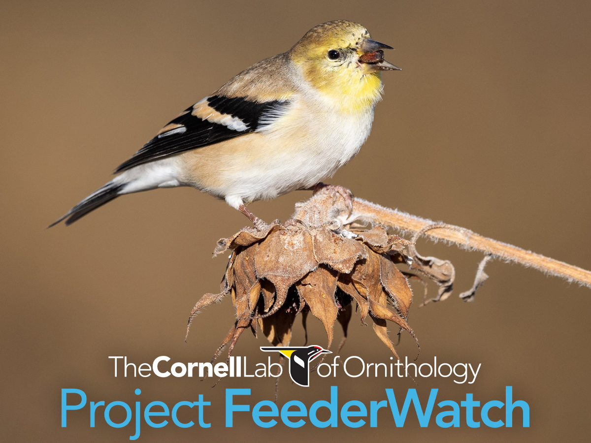 Links to the Project FeederWatch page.