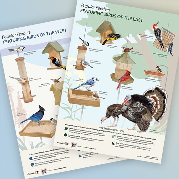 A preview of posters about popular feeders and birds. 