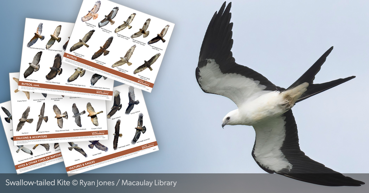 RaptorCheat_linkpreview_facebo