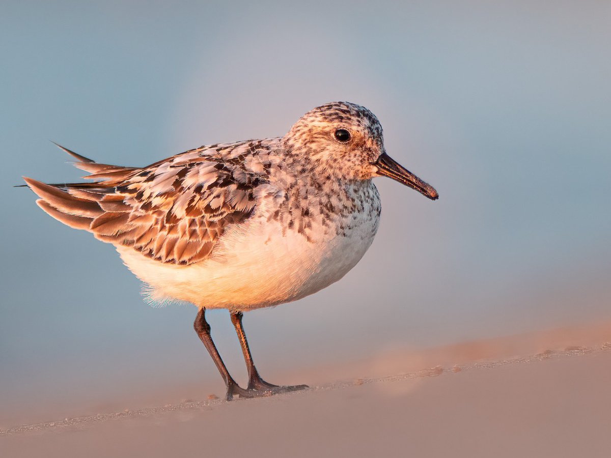 Links to the Shorebird Identification Course