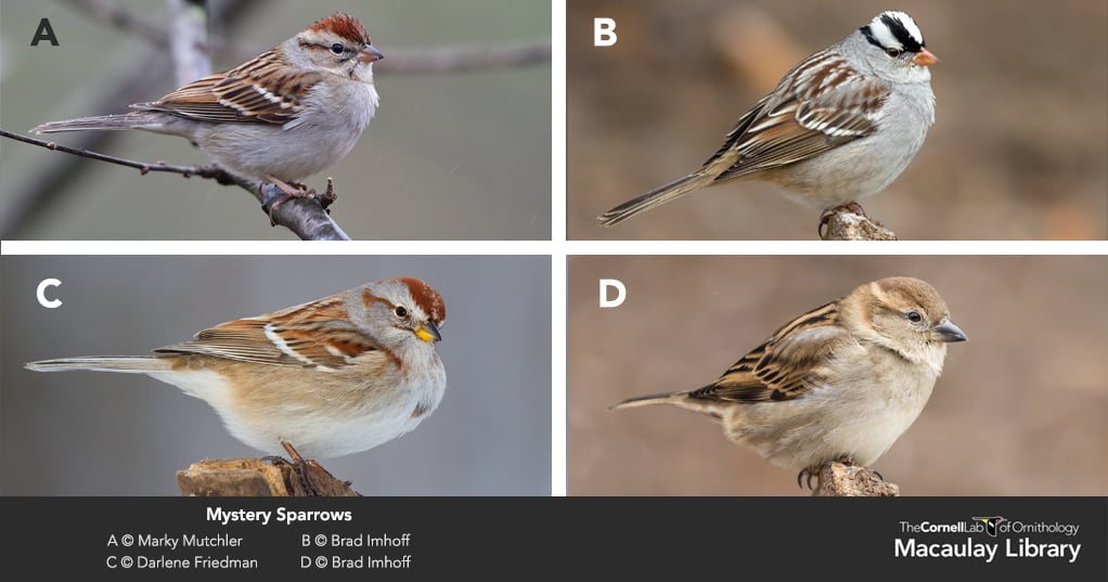 Four brown sparrows are compared, all with buffy-gray chests.