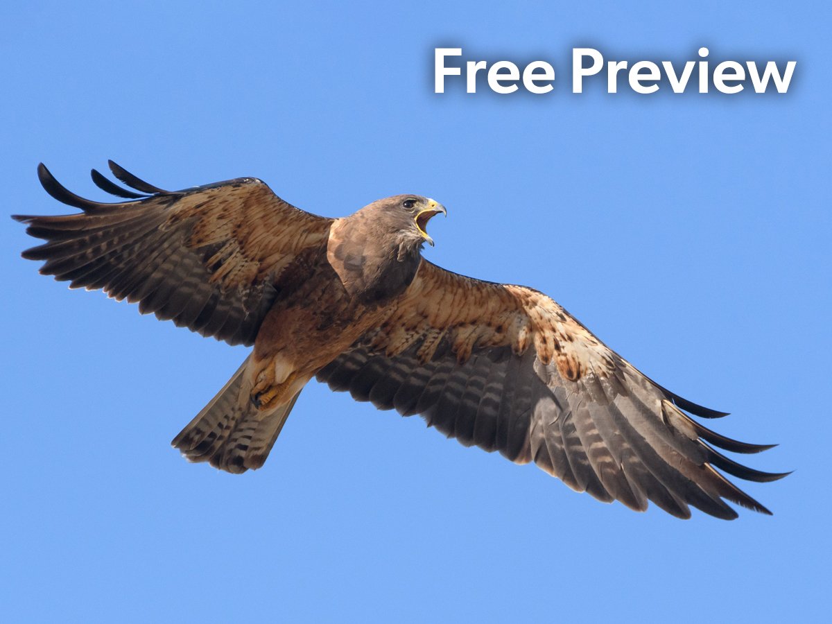 Links to the Free Preview lesson on the Swainson's Hawk.
