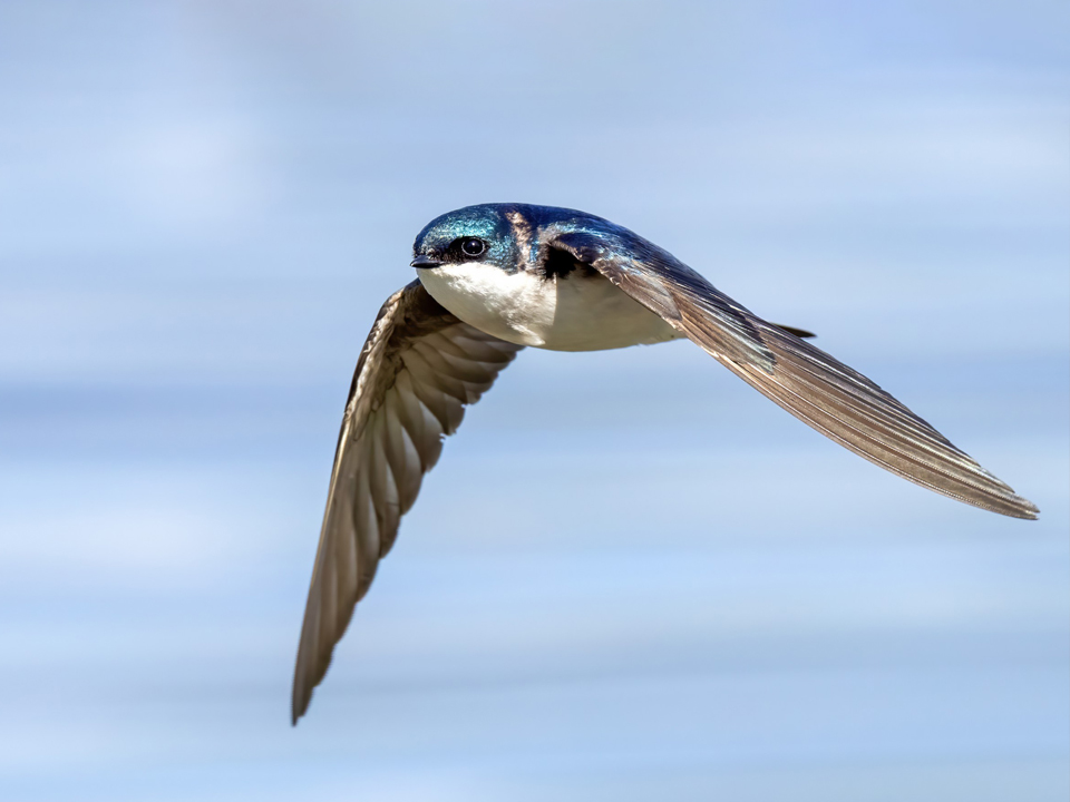 Links to the Migration Celebration events page. Image:A tree swallow flies through the air.