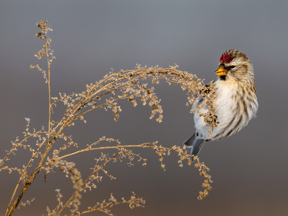 Links to the Practical Ways to Help Birds on Migration webinar. Image:A Common Redpoll perches on a dried stalk.