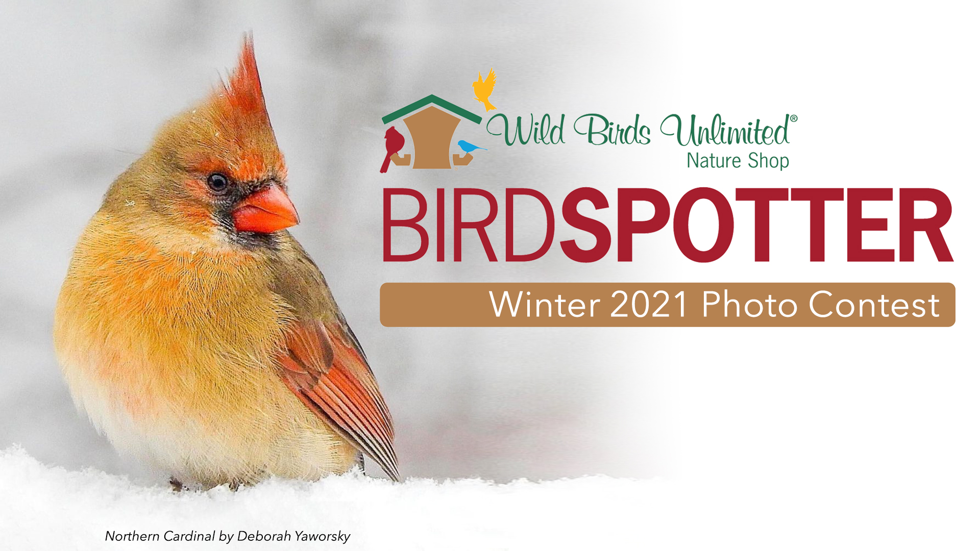 A female Northern Cardinal in the snow. Text: Wild Birds Unlimited Nature Shop Birdspotter: Winter 2021 Photo Contest.