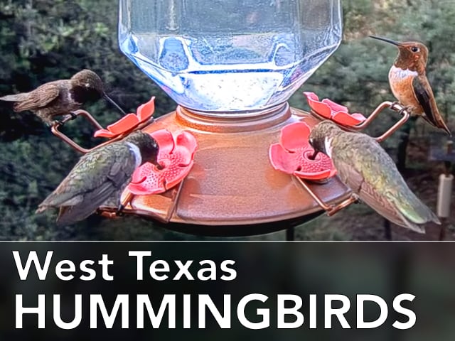 Links to the West Texas Hummingbird Cam.