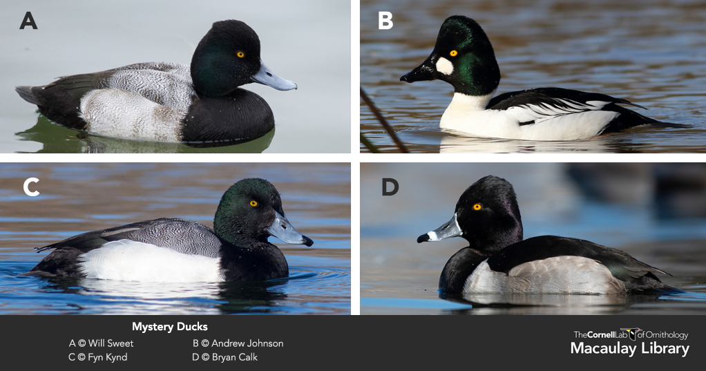 Four ducks with dark heads, and variations of gray and white plumage are compared. 