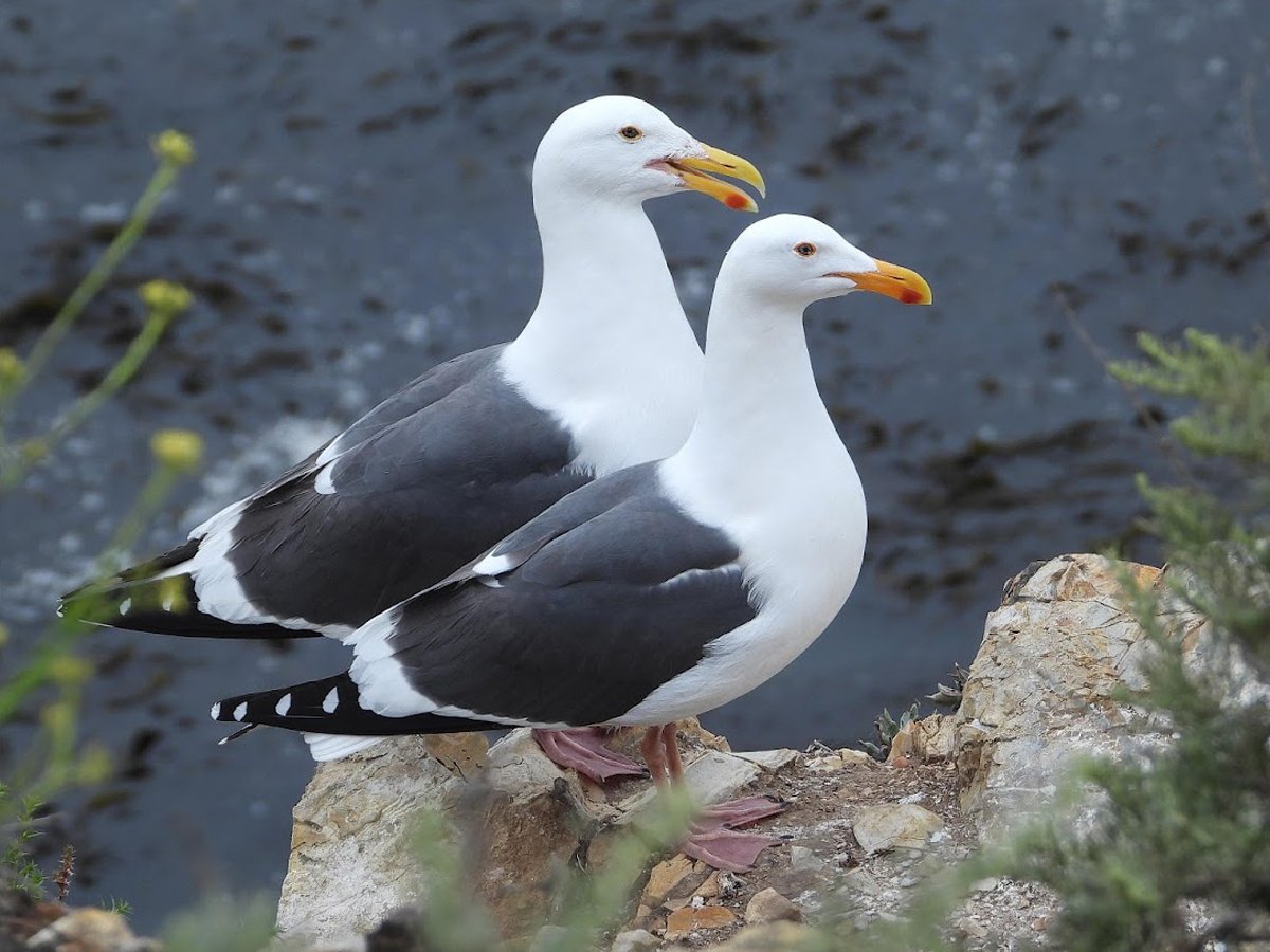 Be a Better Birder: Gull Identification Course