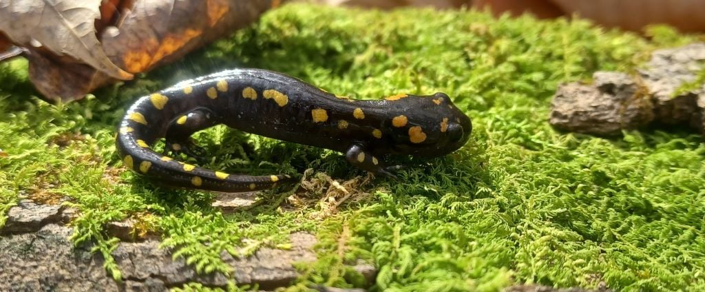 Young Spotted 2-resize2