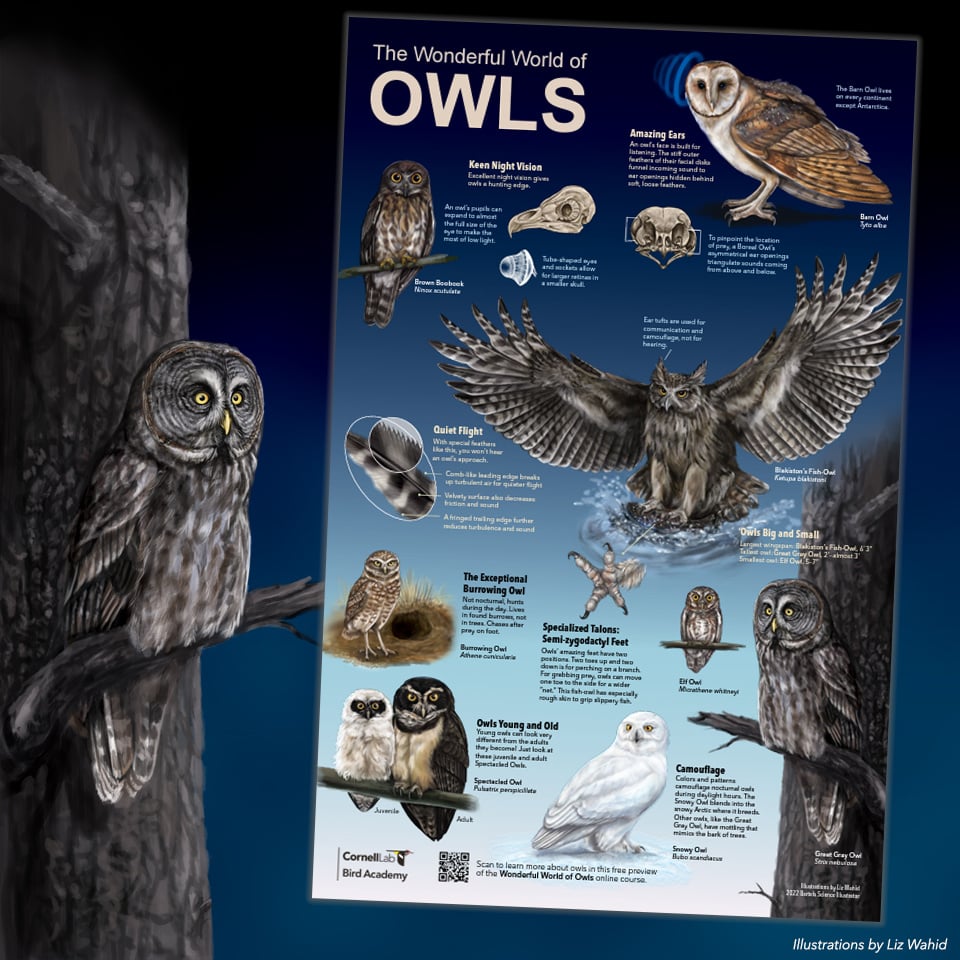 Preview of the owls poster. 
