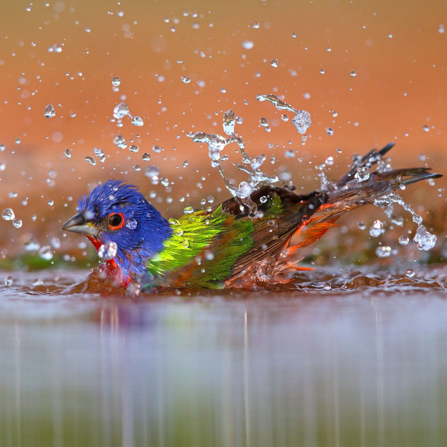A colorful male Painted Bunting splashes water into the air while taking a bath.