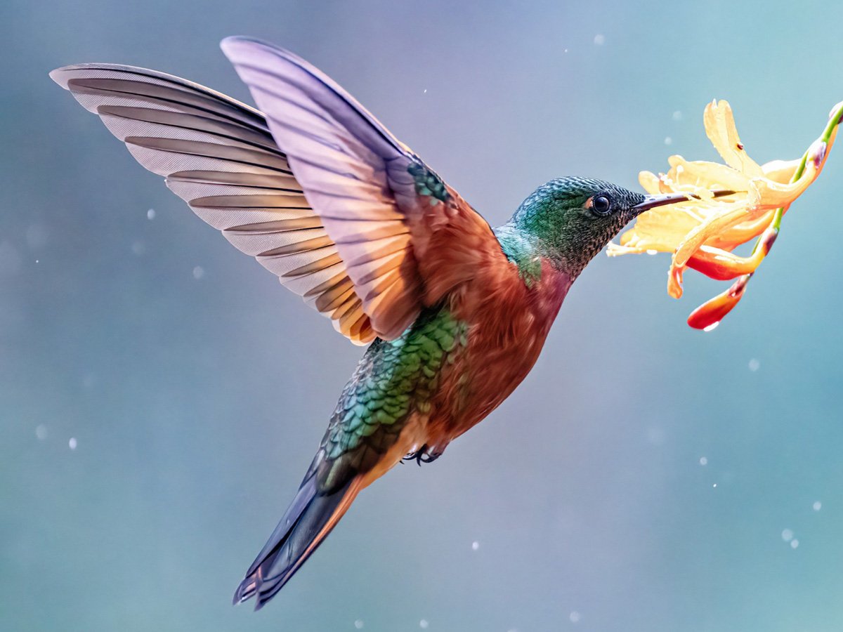 Links to the Wonderful World of Hummingbirds Online Course